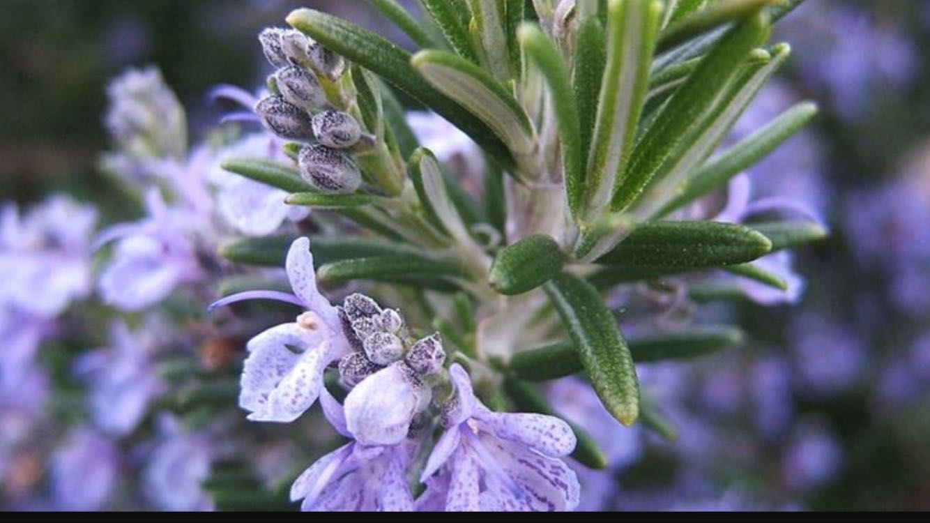 ROSMARINO STRISCIANTE PROSTRATO